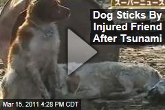 Japan Dog Video Shows One Dog Supporting an Injured Friend