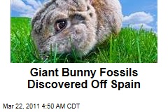 Nuralagus Rex: Biggest-Ever Bunny Fossils Discovered Off Spain