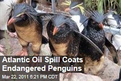 Oil Spill Coats Endangered Penguins in South Atlantic