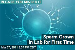 Scientists Grow Sperm From Mice in Laboratory for First Time