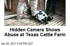 Hidden Camera Captures Abuse of Calves at E6 Cattle Company in Hart, Texas