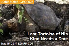 Rare Galapagos Pinta Tortoise, Lonesome George, Seeks Mate