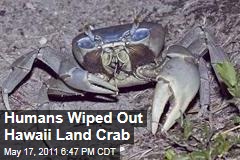 Hawaii Land Crabs Vanished About the Same Time Human Settlers Arrived