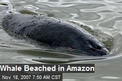 Whale Beached in Amazon