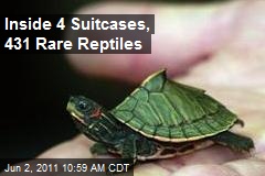 Inside 4 Suitcases, 431 Rare Reptiles