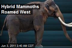 Hybrid Mammoths Unearthed