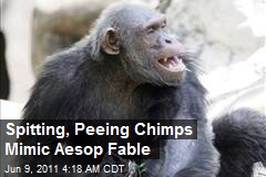 Spitting, Peeing Chimps Mimic Aesop Fable