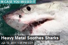 Heavy Metal Soothes Sharks