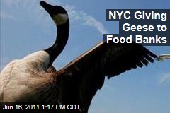 Geese Killed in New York City: Euthanized Birds Go to Hungry Instead of Landfills