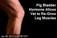 Pig Bladder Hormone Allows Vet to Re-Grow Leg