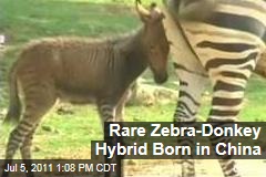 Zedonk, Zebrass, Zonkey: Rare Zebra-Donkey Hybrid Born in China