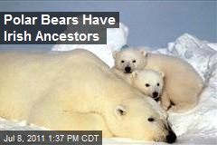 Polar Bears Have Irish Ancestors
