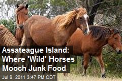 Assateague Island: Where &#39;Wild&#39; Horses Mooch Junk Food