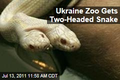 Two-Headed Albino California Kingsnake on Display at Ukraine Zoo