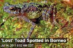 Bornean Rainbow Toad Found By Malaysian Researchers: First Sighting Since 1924