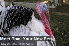 Meet Tom, Your New Pet