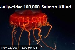 Jelly-cide: 100,000 Salmon Killed