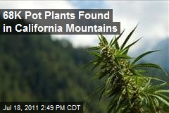 68K Pot Plants Found in California Mountains