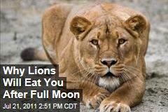 African Lion Attacks: More Occur After Full Moon