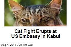 Cat Fight Erupts in US Kabul Embassy