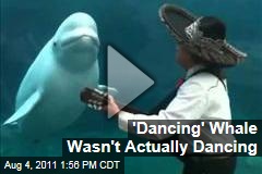 'Dancing' Beluga Whale Was Trained to Move: Whales Are Naturally Curious