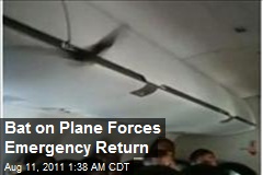 Bat on a Plane Forces Emergency Return