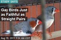 Gay Birds Just as Faithful as Straight Pairs