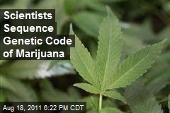 Scientists Sequence Genetic Code of Marijuana