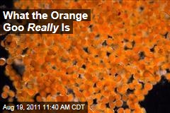 Alaska's Orange Goo Is Actually Fungal Spores