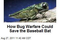 How Bug Warfare Could Save the Baseball Bat