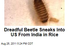 Dreadful Khapra Beetle Sneaks Into US From India in Rice