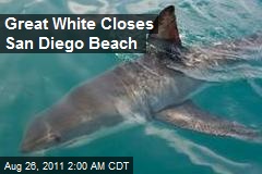 Great White Closes San Diego Beach