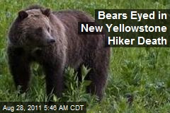 Bears Eyed in New Yellowstone Hiker Death
