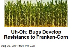 Uh-Oh: Bugs Develop Resistance to Franken-Corn