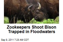 Hersheypark's ZooAmerica: Zookeepers Shoot Bison Trapped in Floodwaters
