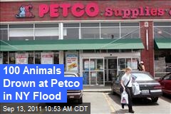 100 Animals Drown at Petco in NY Flood