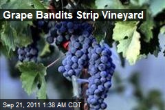 Grape Bandits Strip Vineyard