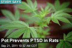Pot Prevents PTSD in Rats