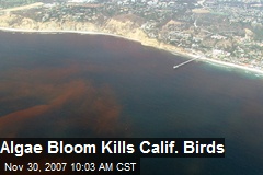 Algae Bloom Kills Calif. Birds