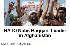 NATO Nabs Haqqani Leader in Afghanistan