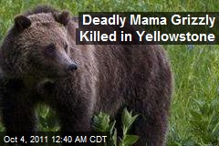Deadly Yellowstone Mama Grizzly Killed