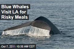 Endangered Blue Whales Visit Los Angeles for Risky Meals