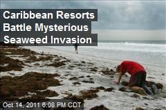 Caribbean Resorts Battle Mysterious Seaweed Invasion