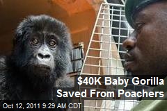 Poached Baby Gorilla Saved With $40K