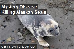 Mystery Disease Killing Alaskan Seals