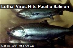 Lethal Virus Hits Pacific Salmon