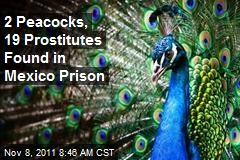 2 Peacocks, 19 Prostitutes Found in Mexico Prison