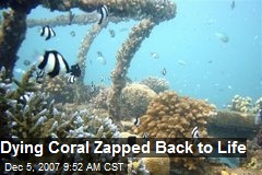 Dying Coral Zapped Back to Life