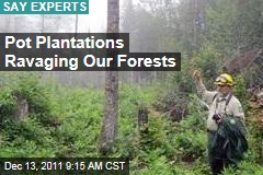 Marijuana Plantations Ravaging National Forests: Experts