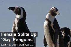 Female Splits Up &#39;Gay&#39; Penguins